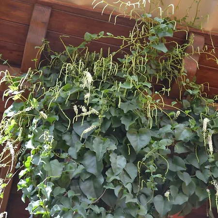 לינה וארוחת בוקר Traditional Canarian Country House